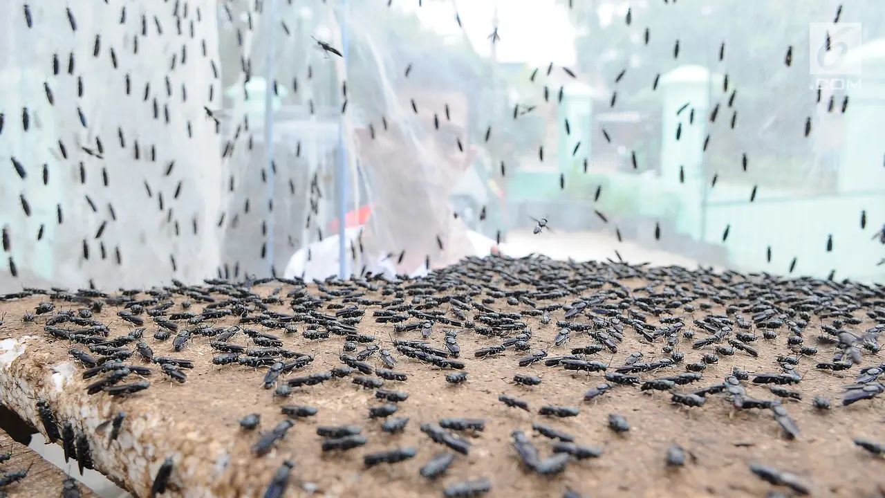 Pemkot Depok Manfaatkan Ulat Maggot Tekan Volume Sampah