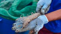 Panen Perdana Tambak Udang Vaname Berbasis Pendekatan Climate Smart Shrimp (CSS) di Desa Lalombi Sulawesi Tengah. (Dok: Konservasi Indonesia)&nbsp;&nbsp;