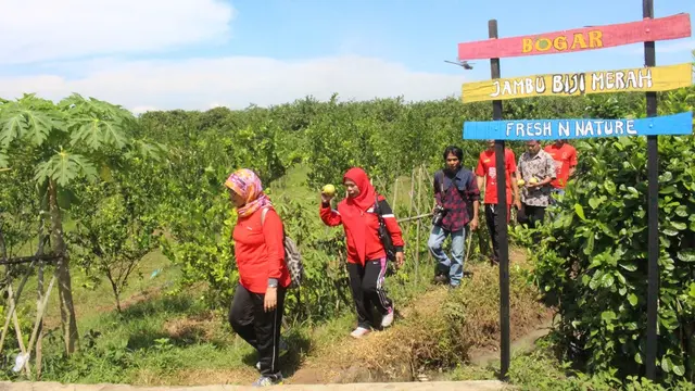 Wisatawan berkeliling kebun untuk memetik buah di Botania Garden, Karangcengis, Bukateja, Purbalingga. (Foto: Liputan6.com/Dinkominfo PBG/Muhamad Ridlo)