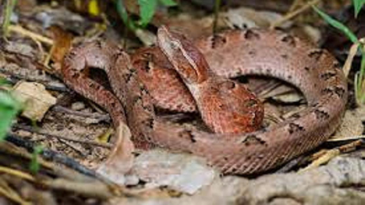 Ular Tanah (Calloselasma rhodostoma) (Wikimedia Commons)