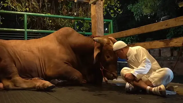 Presenter Irfan Hakim Kembali Berkurban di Hari Raya Idul Adha 2023. Seperti Tahun-Tahun Sebelumnya, Idul Adha Kali Ini Irfan Tidak Absen Memperkenalkan Sapi Kurban Terbaru yang Diberi Nama Wariso. [Instagram/irfanhakim75]