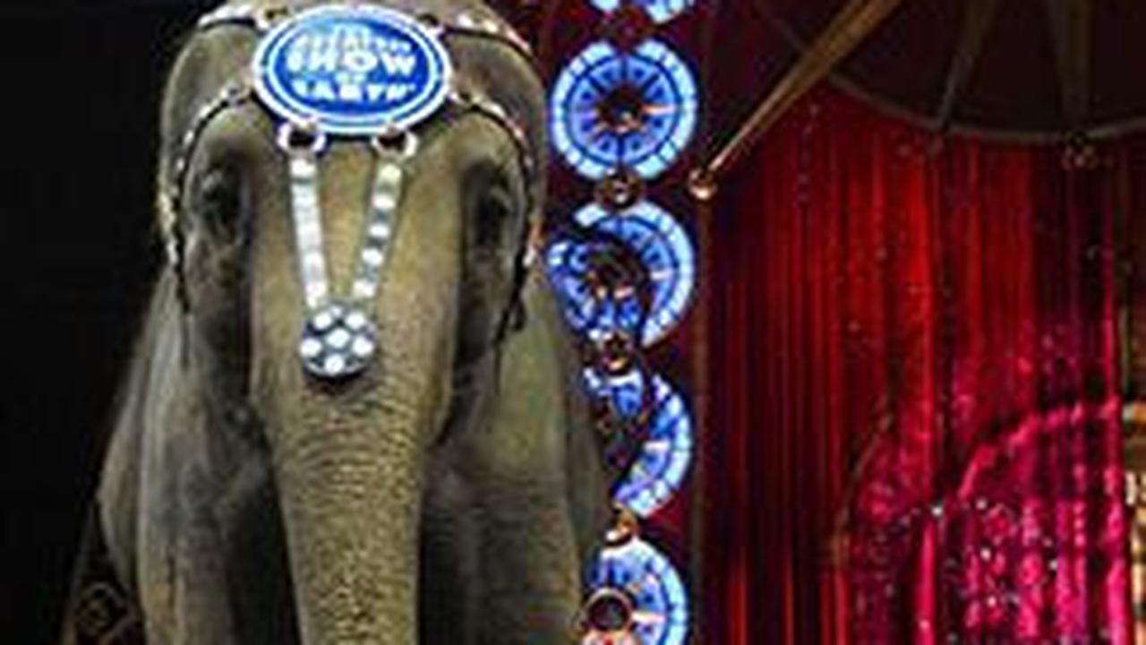 Kisah "Nancy", Gajah Sirkus yang Mati 130 Tahun Lalu, Bikin Arkeolog Penasaran Ingin Ungkap Penyebab Kematiannya