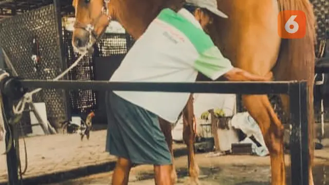 Pak Tuwuh sedang memijat kuda