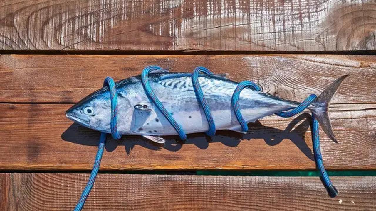 Penderita Darah Tinggi Wajib Tahu, 5 Ikan Ini Tidak Aman Dikonsumsi