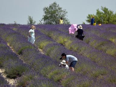 Berita Bunga Lavender Hari Ini Kabar Terbaru Terkini Liputan6 Com