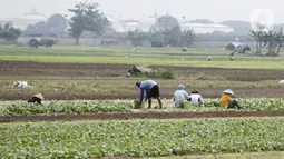 Petani memanen sayuran di Tangerang, Banten, Kamis (8/7/2021). Kredit Usaha Rakyat (KUR) membantu petani mendapatkan modal untuk menjalankan usahanya serta membantu menjaga produktivitas di masa pandemi. (Liputan6.con/Angga Yuniar)