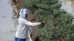 Petani memetik hasil panen cabai di Brebes, Jawa Tengah, Minggu (2/7). Produksi cabai merah besar di Brebes turun sekitar 70 persen lantaran cuaca buruk yang terjadi beberapa hari terakhir ini. (Liputan6.com/Faizal Fanani)