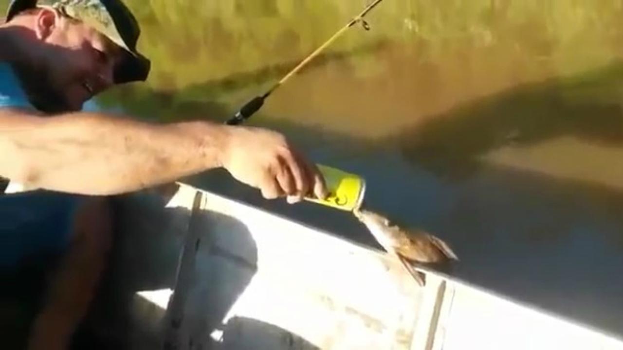 Bosan Minum Air, Ikan Ini Minum Bir?