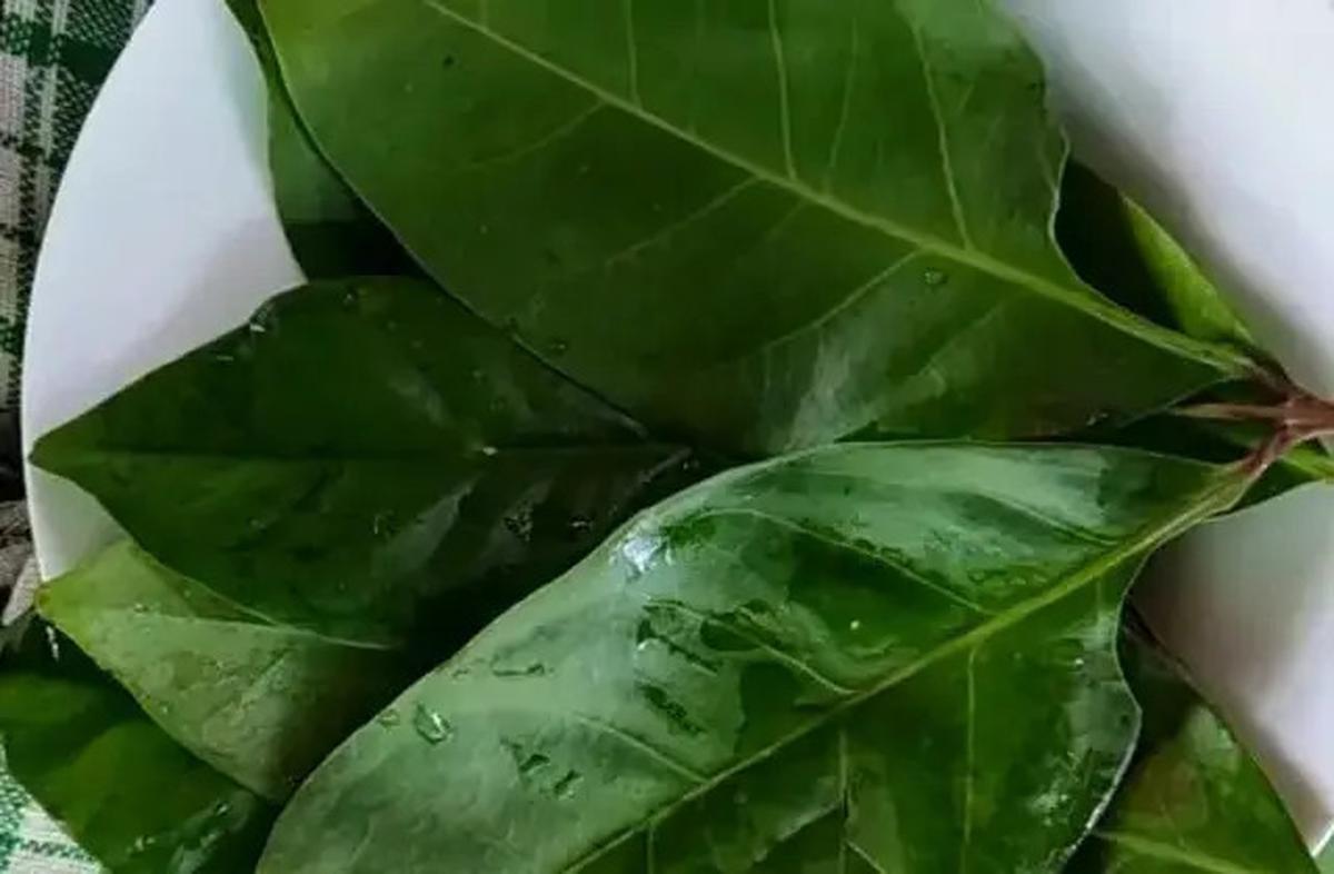Cara Merebus Daun Salam untuk Turunkan Asam Urat