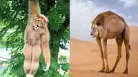 6 Editan Foto Jika Hewan Lain Berkepala Singa Ini Unik, Gagal Garang (IG/pixelmatedanimals)