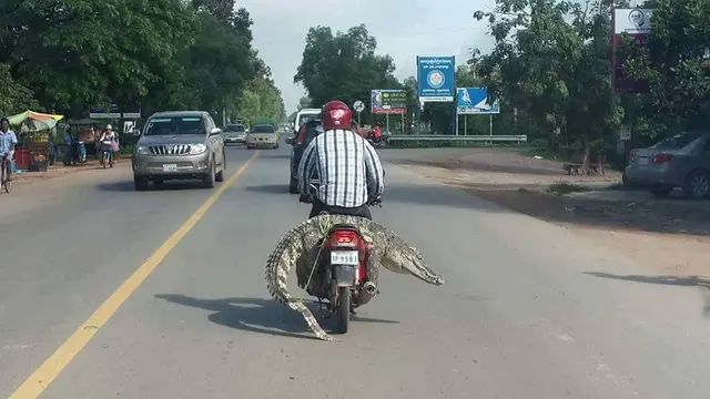 Potret Lucu Saat Hewan Dibonceng Pakai Motor Ini Bikin Ketawa, Anteng Bange