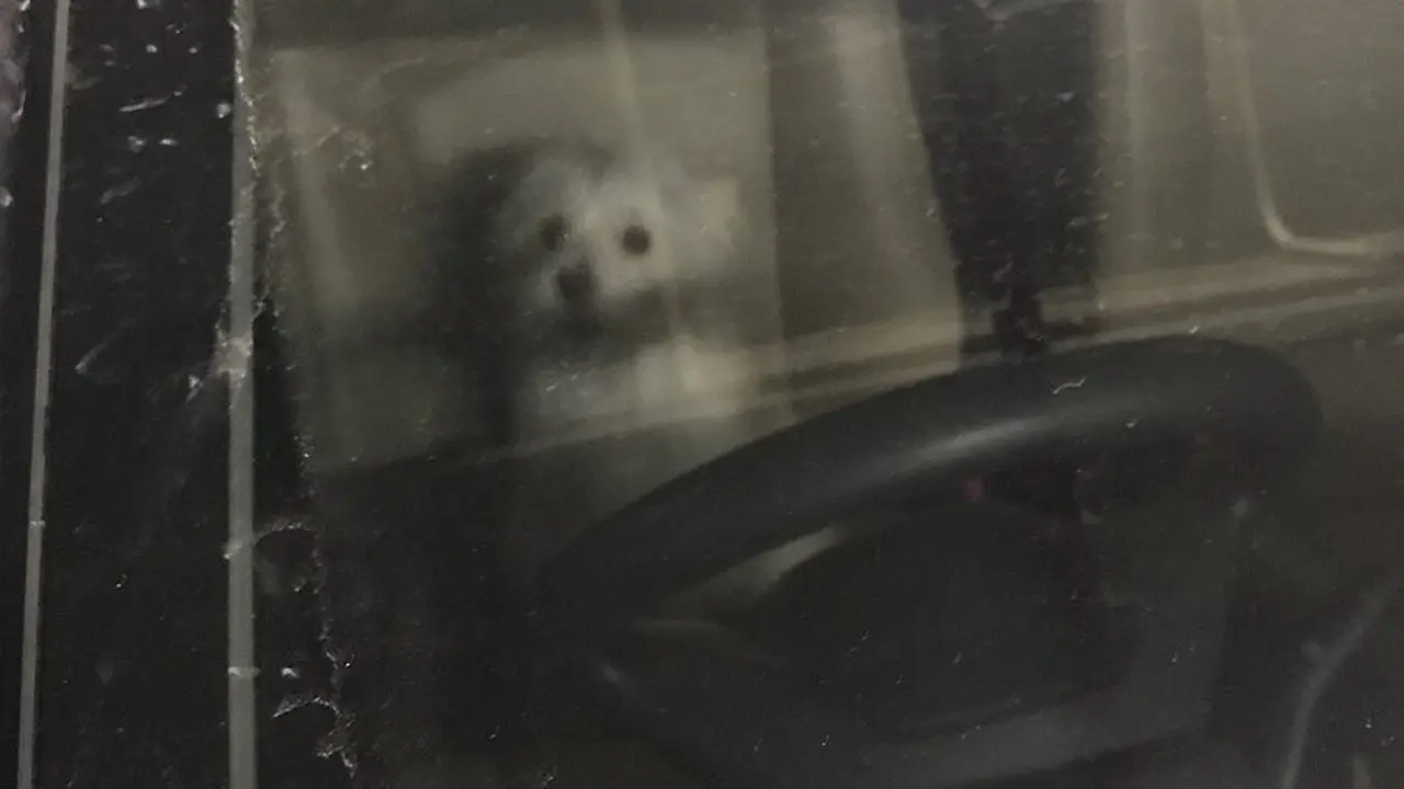 [Bintang] Majikan Pergi ke Mall, Anjing Lucu Ini Dikunci 8 Jam di Mobil