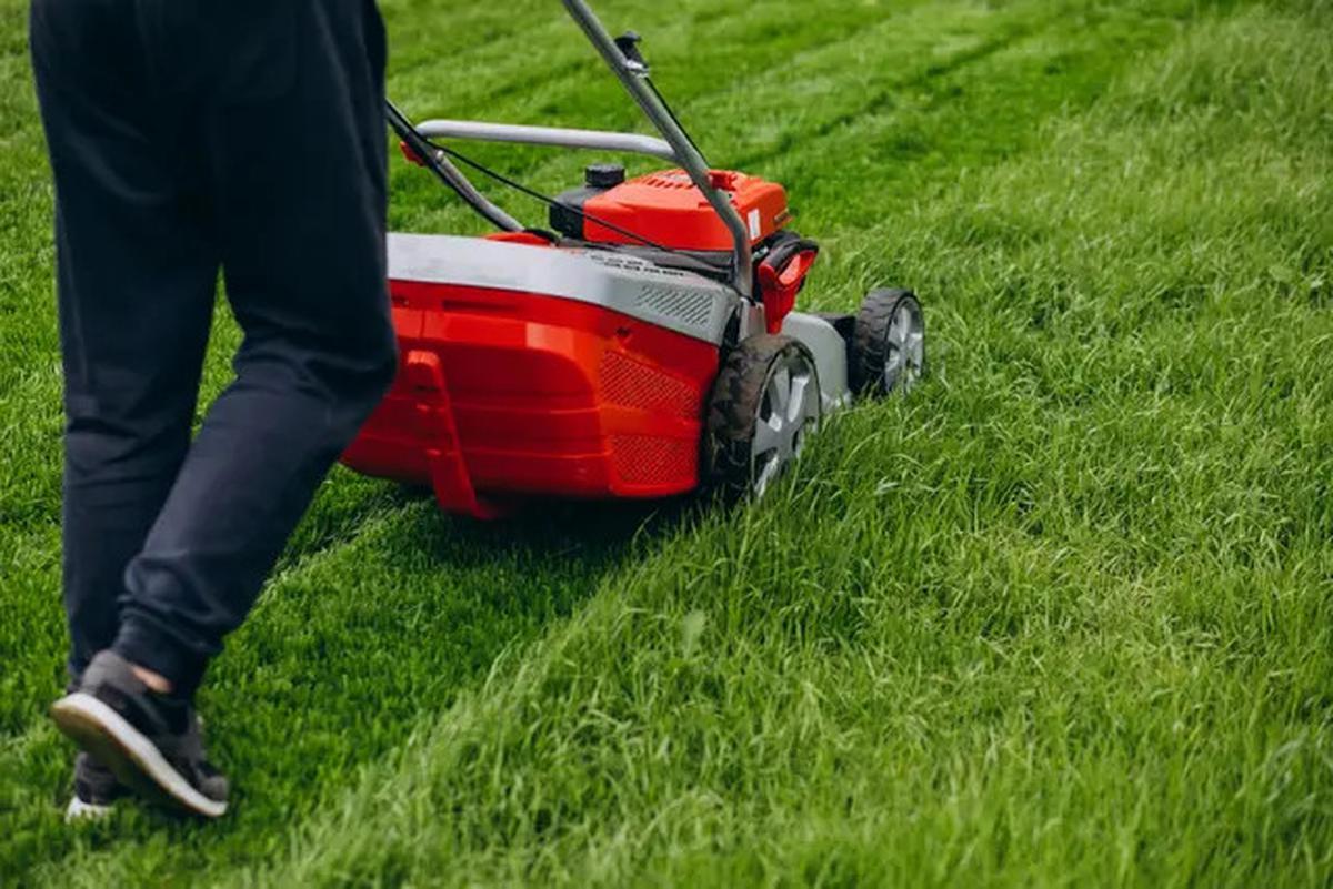 8 Cara Cegah Ular Kobra Masuk ke Kebun Rumah Tanpa Racun, Aman dan Efektif