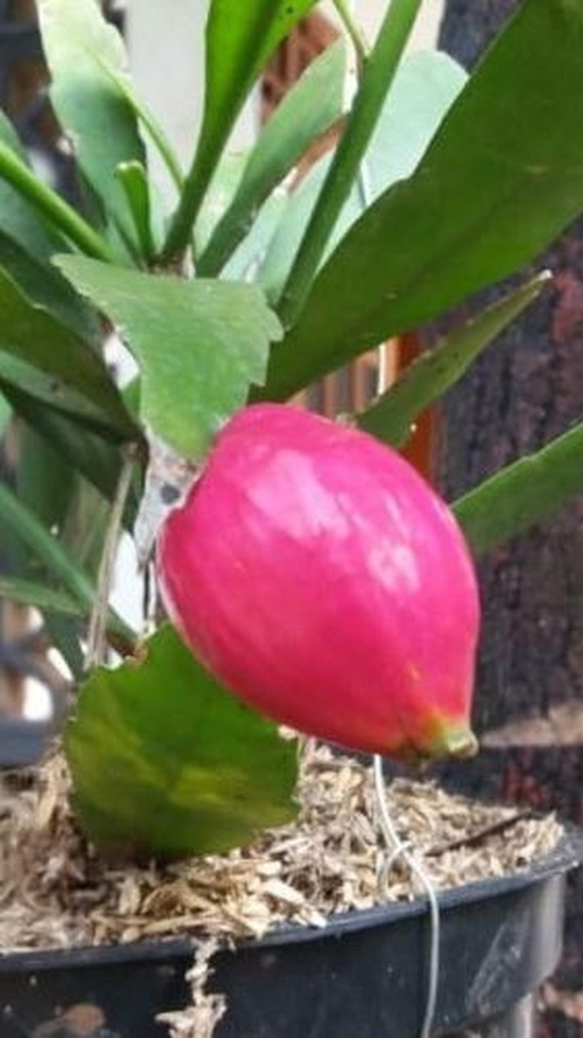 <b>Mitos Buah Wijaya Kusuma</b>