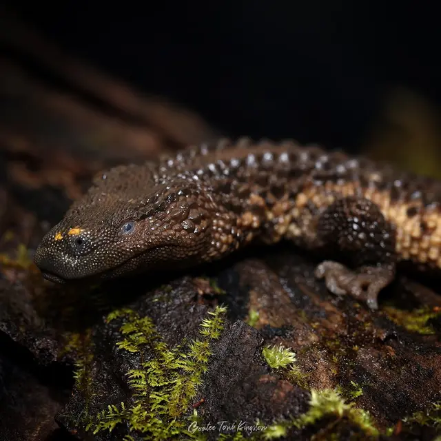 Biawak