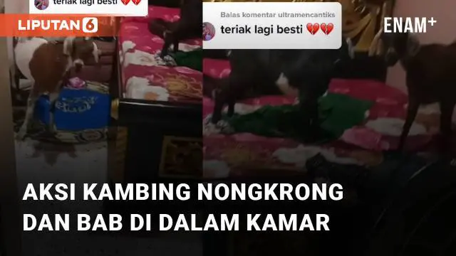 VIDEO: Nongkrong dan BAB di Kamar, Aksi Kambing Bikin Kaget Perempuan Ini Hingga Mual