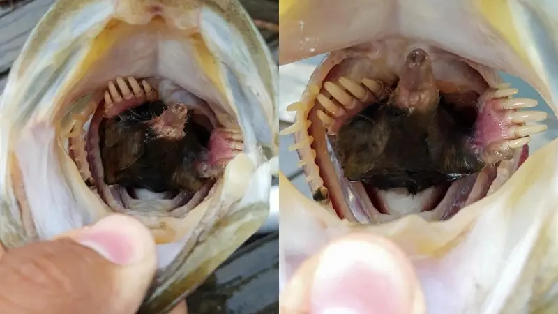 Temukan Mengerikan dalam Mulut Ikan yang Pemuda Ini Tangkap