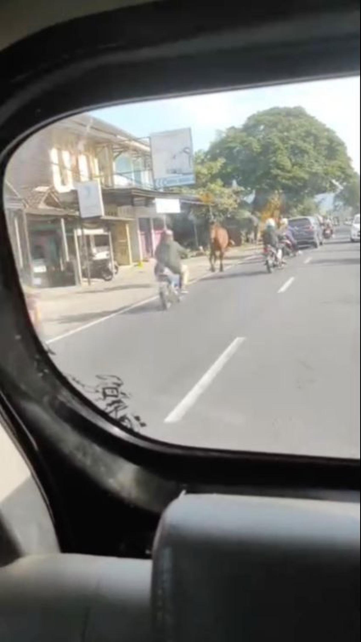 Kuda di Magelang Tabrak Pemotor<br>