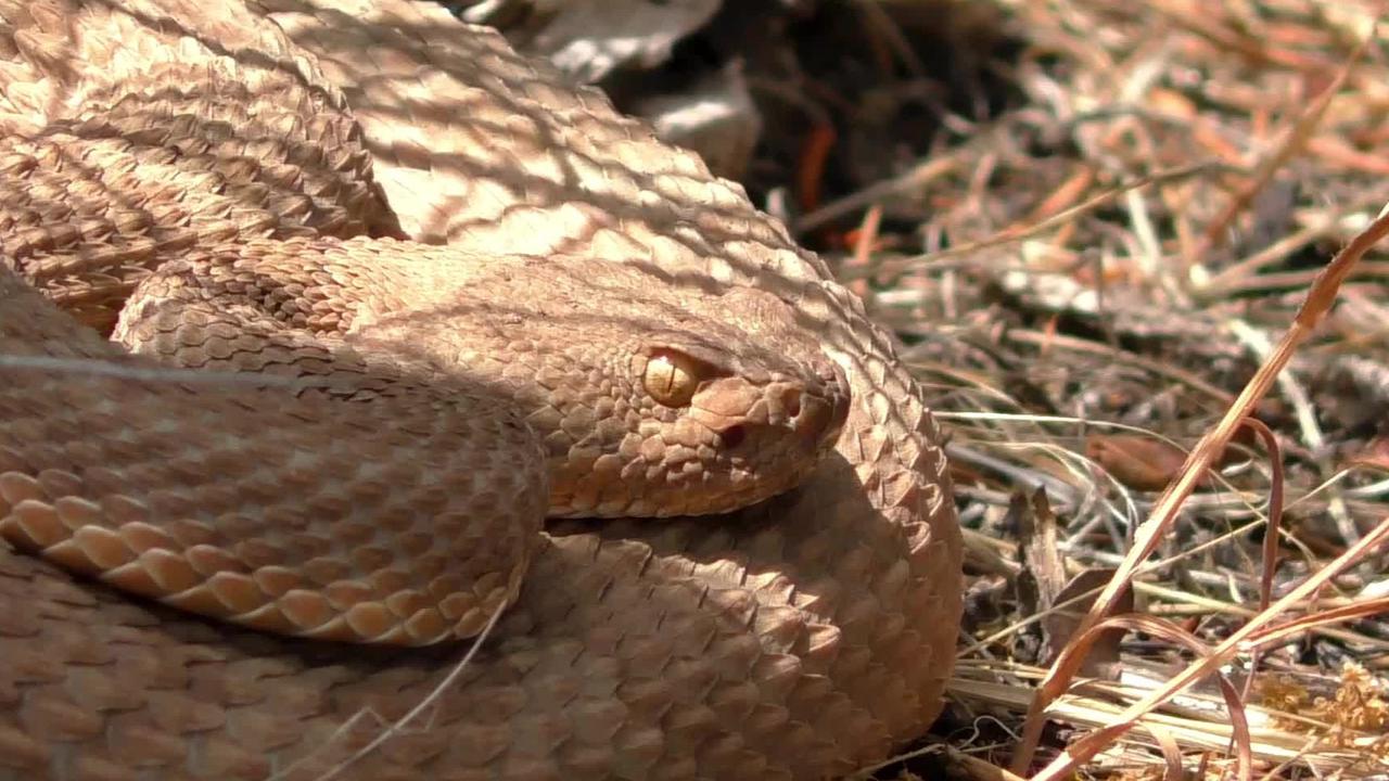 Fakta Narcisse Snake Dens, Habitat bagi 250.000 Ular yang Jadi Tempat Wisata