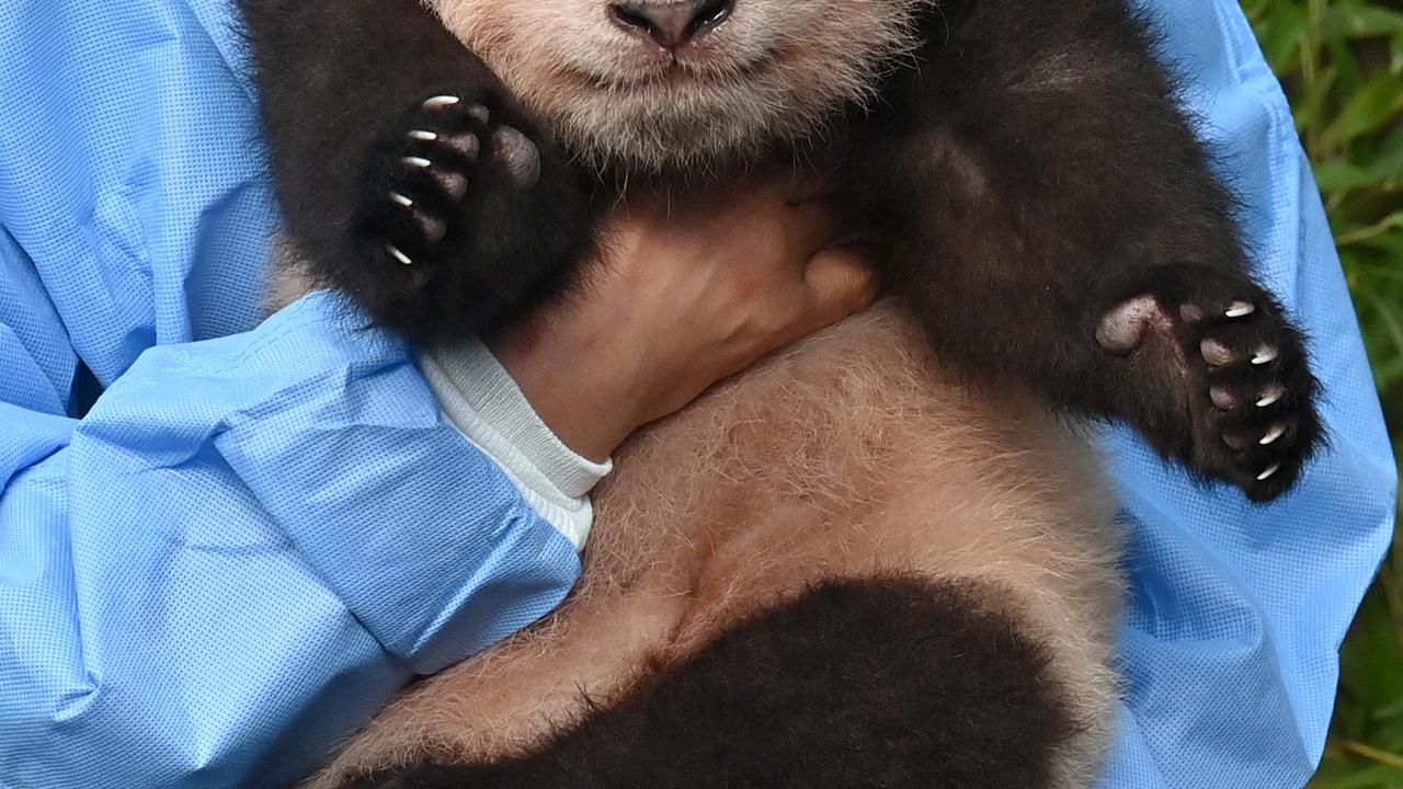 Anak Panda Raksasa Pertama yang Lahir di Korea Selatan