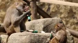 Babun mendapatkan makanan dari tabung setelah hewan di kebun binatang Cali menerima hadiah makanan sebagai bagian dari perayaan Natal tradisional, di Kolombia pada Senin (20/12/201). (Paola MAFLA / AFP)