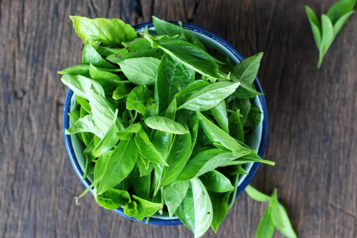 Daun Kemangi
