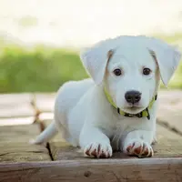 Ilustrasi anak anjing (dok. Pixabay.com/3194556)