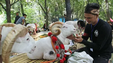 Peserta memberikan makan domba saat lomba kontes ternak domba dalam acara Jambore Peternakan Nasional 2017 di Buperta Cibubur, Jakarta, Sabtu (23/9). Kontes ternak domba diikuti 131 peserta. (Liputan6.com/Herman Zakharia)