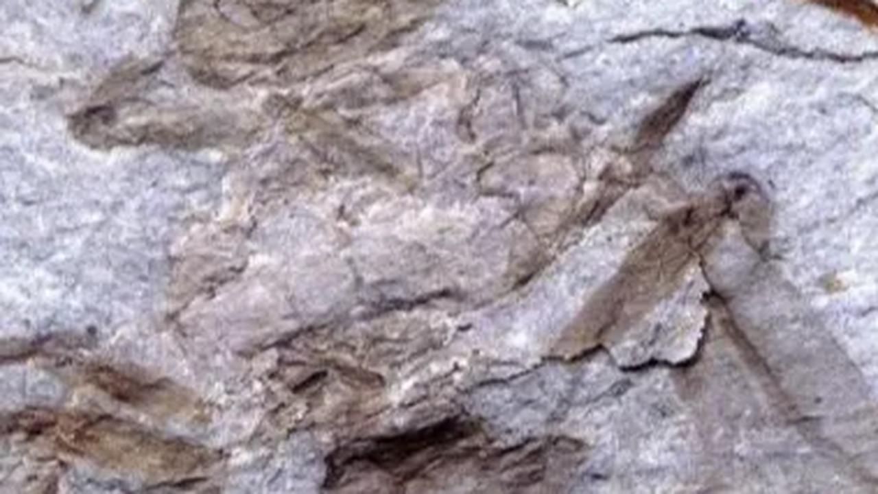 "Fosil gading gajah itu, untuk penyimpanan sementara diletakkan di storage atau gudang Museum Ngebung," ujarnya.