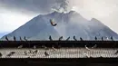 Burung-burung merpati terlihat di depan Gunung Sinabung saat gunung tersebut menyemburkan abu dan asap tebal, sebagaimana terlihat dari Karo, Provinsi Sumatra Utara, Rabu, 2 September 2026. (AFP/ YT Haryono)