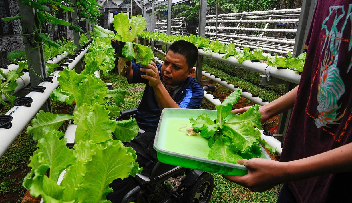 Melihat Aktivitas Pembelajaran Berkebun bagi Murid Penyandang Disabilitas
