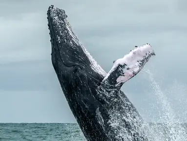 Seekor paus Bungkuk melompat ke permukaan laut Samudera Pasifik di Taman Alam Uramba Bahia Malaga, Kolombia, 12 Agustus 2018. Munculnya paus ini terjadi setiap tahun ketika bermigrasi dari Semenanjung Antartika ke Samudera Pasifik. (AFP/Miguel MEDINA)