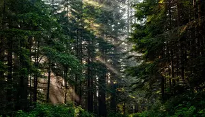 Sejarah Hari Hutan Indonesia: Asal-usul, Makna, dan Tujuan Peringatannya