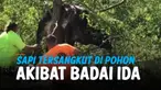 HANTAMAN BADAI IDA, SAPI SAMPAI TERSANGKUT DI POHON