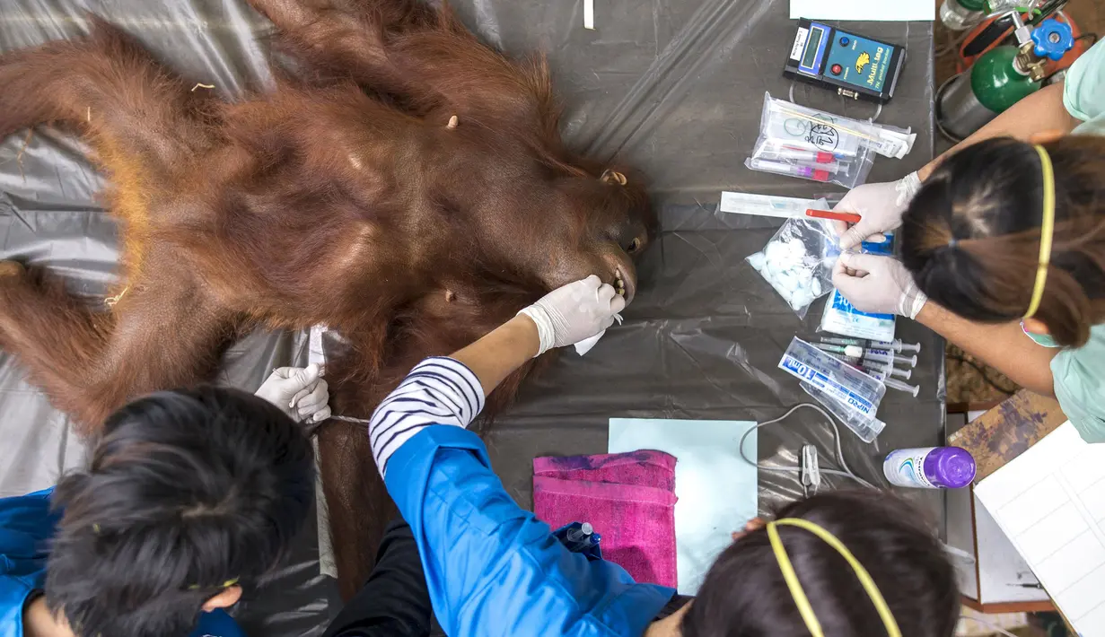 Orang Utan saat diperiksa oleh petugas  di pusat konservasi Kao Pratubchang, Thailand, Kamis (27/8/2015).  Pemeriksaan bertujuan untuk memastikan Orang utan bebas dari penyakit. (REUTERS/Athit Perawongmetha)