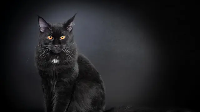 Kucing Maine Coon