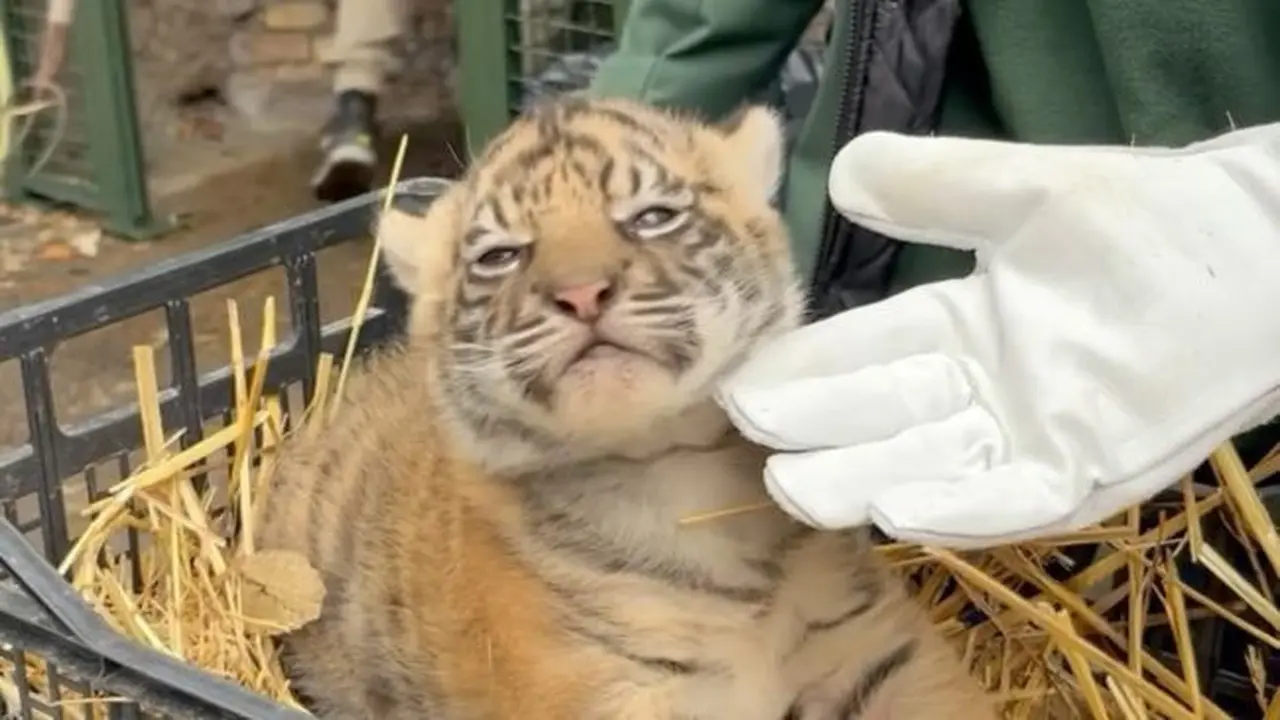 Harimau Sumatra bernama Terima Kashi
