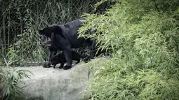 Kelahiran jaguar di penangkaran ini merupakan yang kelima di dunia pada tahun ini. (STEPHANE DE SAKUTIN / AFP)