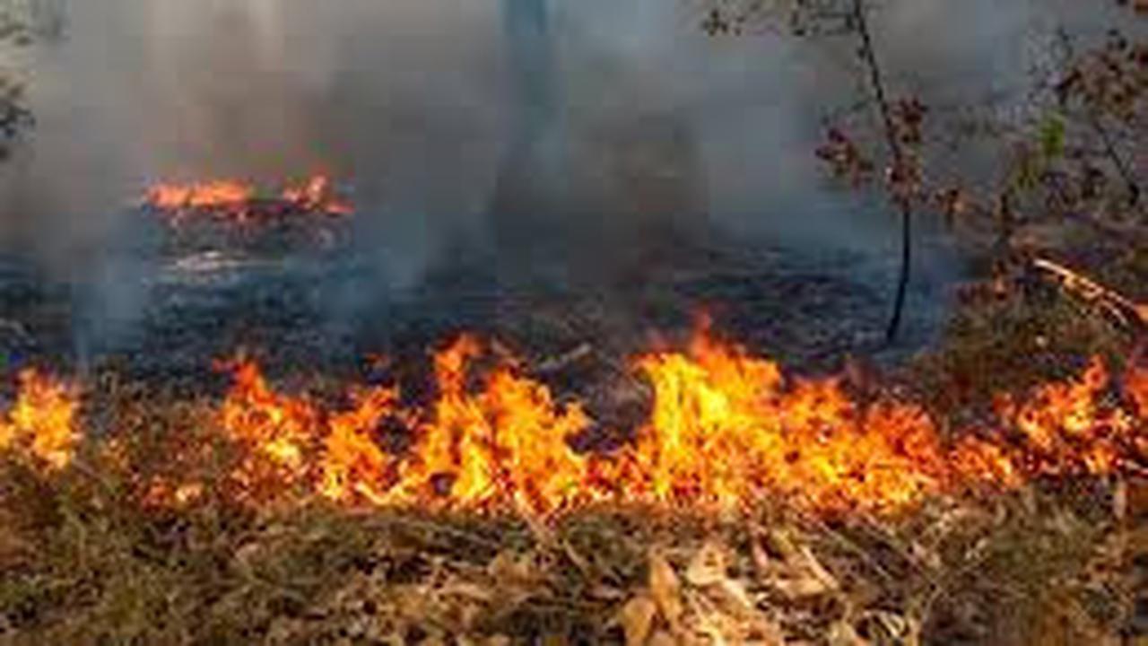 BNPB Rilis Imbauan Cegah Kebakaran Hutan, Ini Langkah untuk Warga