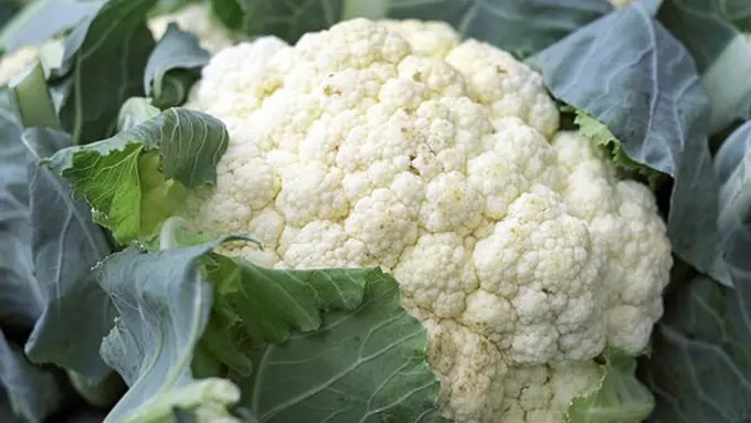 Kembang kol/copyright Pixabay.com/Jennifer Schmidt