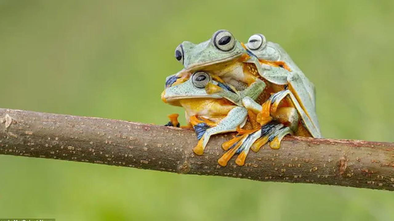 9 Hewan Ini Dipercaya Bisa Terbang di Udara, Ternyata Tak Hanya Burung