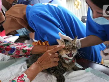 Petugas memeriksa seekor kucing saat melakukan vaksinasi antirabies terhadap hewan peliharaan di Kelurahan Rawa Jati, Jakarta, Sabtu (7/11/2020). Pemberian vaksin gratis tersebut untuk menghindari dan mengantisipasi penyebaran penyakit rabies kepada hewan peliharaan. (merdeka.com/Imam Buhori)