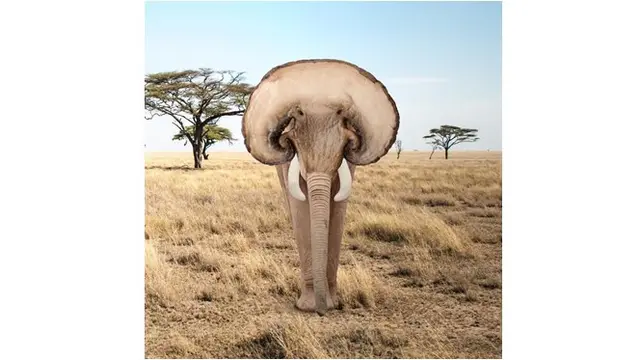 Jamur yang mudah didapatkan, diubah menjadi gajah yang unik.