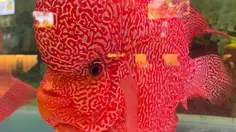 Ikan Louhan Invasi Danau di Filipina, Ancam Ekosistem