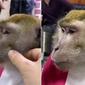 Monyet potong jenggot di tukang cukur (Sumber: Twitter/rupin1992)