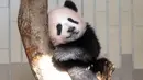 Panda Xiang Xiang berada di batang pohon saat bermain di kandangnya di Kebun Binatang Ueno di Tokyo, Jepang (18/12). Xiang Xiang yang lahir 6 bulan yang lalu di Jepang mulai diperlihatkan pada tanggal 18 Desember 2017. (AFP Photo/Yoshikazu Tsuno)