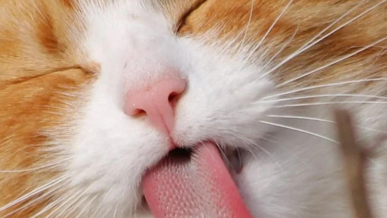 Keselamatan dan kesehatan kucing adalah prioritas utama, jadi selalu berkonsultasilah dengan profesional jika Anda mencurigai adanya masalah kesehatan pada hewan peliharaan Anda.