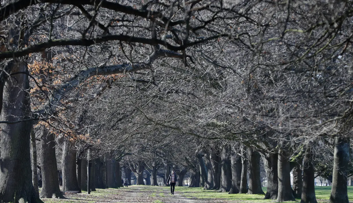 Seorang pria berjalan di antara pepohonan di Hagley Park di Christchurch, Selandia Baru pada Minggu (9/8/2020). Selandia Baru pada Minggu kemarin telah berhasil melewati 100 hari tanpa merekam kasus Virus Corona COVID-19 yang ditularkan secara lokal. (AP Photo/Mark Baker)