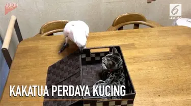 Seekor kakaktua manipu kucing yang berada di dalam sebuah kotak.