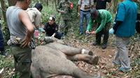 Petugas BBKSDA selamat setelah diserang gajah yang terjerat. (Liputan6.com/M Syukur)